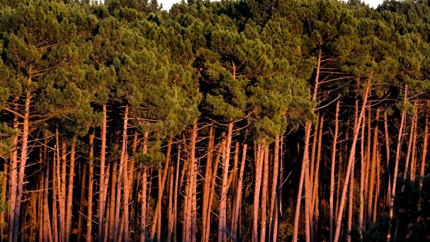 Copeaux de bois de la forêt des Landes.